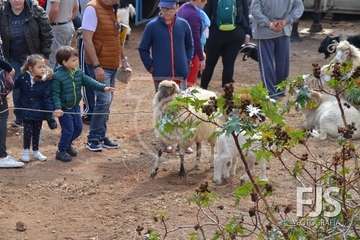 Los Llanos de Telde, en el día grande de sus fiestas patronales de 2019 (Foto Francisco Javier Santana)